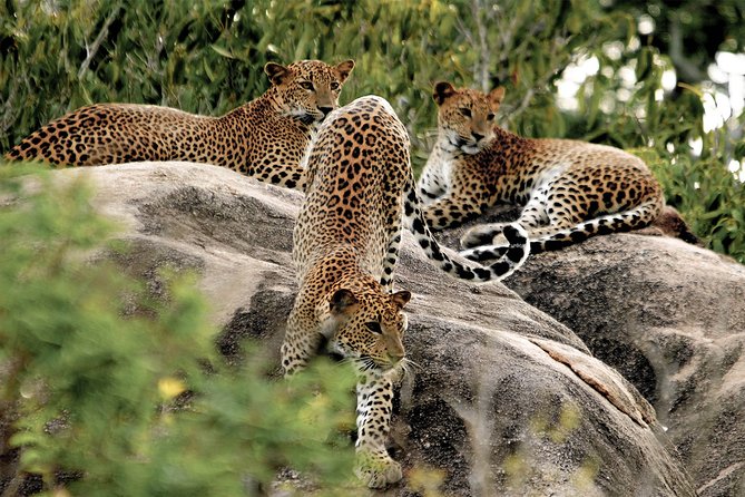 Yala National Park Entrance Ticket with Private Safari - Private 4x4 Jeep Safari With an Experienced Driver-Tracker