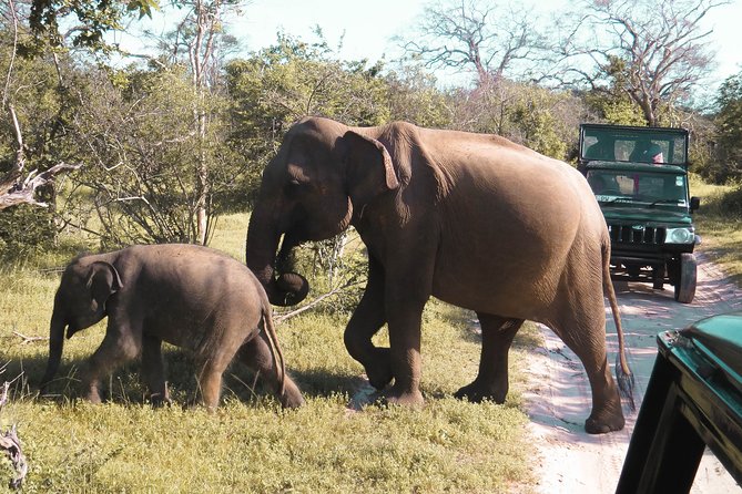 Yala National Park Entrance Ticket with Private Safari - Wildlife Targets in Yala: Leopards, Elephants, and Sloth Bears