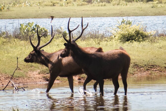 Yala National Park Entrance Ticket with Private Safari - How the 3-Hour Safari Window Shapes Your Expectations