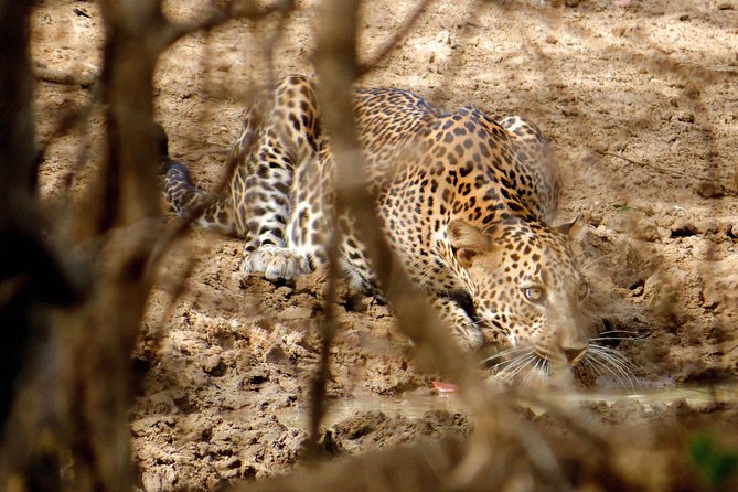 Yala National Park Entrance Ticket with Private Safari - Price and Value: What $47 Buys You (and What It Can’t)