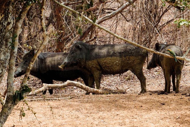 Yala National Park Entrance Ticket with Private Safari - Palatupana Redemption and the Yala Region Context
