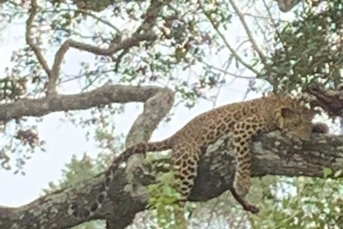 Yala National Park Full-Day Jeep Safari with Lunch - Yala From Colombo: Why This One-Day Plan Works