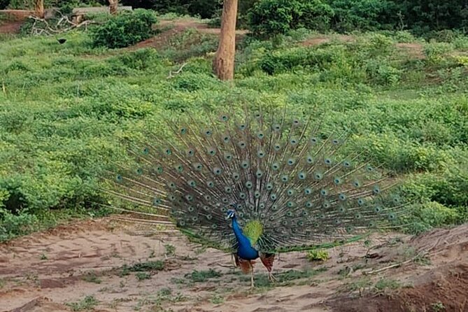 Yala National Park Full-Day Jeep Safari with Lunch - Roshan and Arash: Service That Feels Reliable