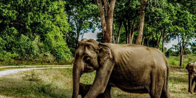 Yala National Park : Full Day Safari(04:30-18:00) - Who this safari suits best, and who should skip it