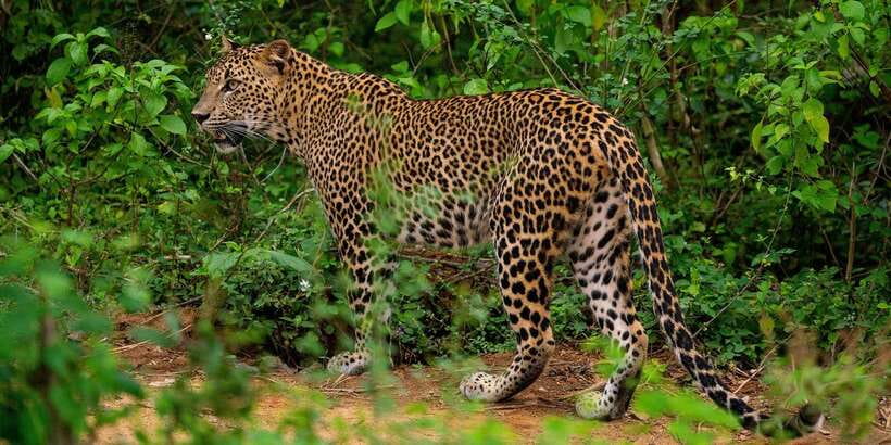 Yala National Park : Full Day Safari(04:30-18:00) - Yala at 04:30: Why the early start matters