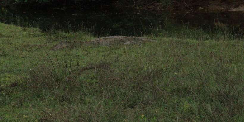 Yala National Park : Full Day Safari(04:30-18:00) - Yala National Park drives: leopards, elephants, bears, and deer