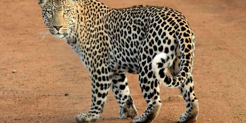 Yala National Park : Full Day Safari(04:30-18:00) - Picnic breakfast, lunch, and that mid-day sea break