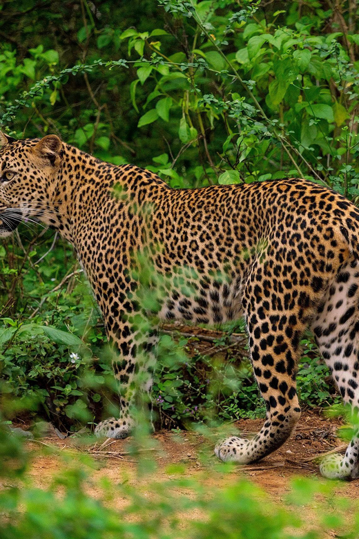 Yala National Park : Full Day Safari(04:30-18:00) - Ticket costs and what your $48 is really paying for