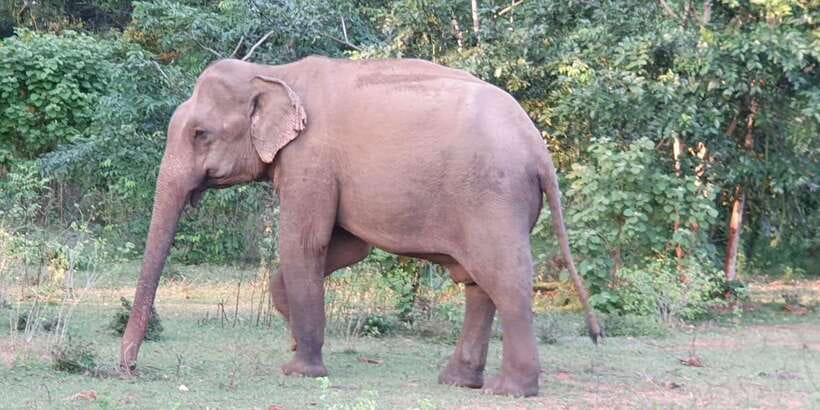 Yala National Park : Full Day Safari(04:30-18:00) - From Kotapola pickup to safari jeeps: comfort and group size