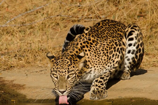 Yala National Park - Full Day Safari (04:30 am - 06:00 pm) - Inside Yala: elephants, birds, and how guiding actually helps