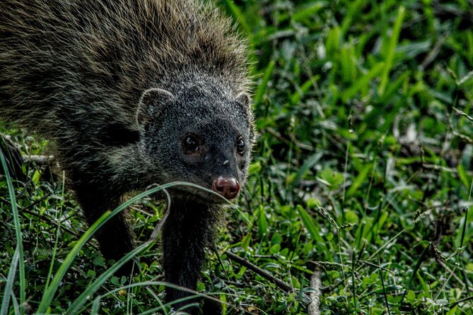 Yala National Park - Full Day Safari (04:30 am - 06:00 pm) - Lunch, water, and what you need to add yourself