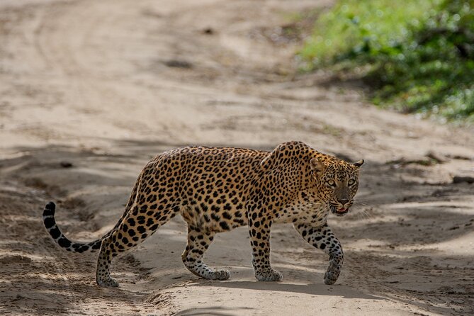 Yala National Park - Full Day Safari (04:30 am - 06:00 pm) - Price and value at about $99 per person