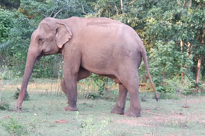 Yala National Park - Full Day Safari (04:30 am - 06:00 pm) - When things feel slightly off: queues and guide variation