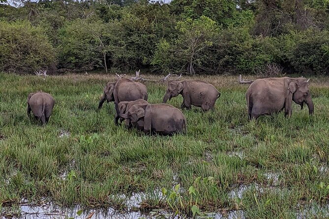 Yala National Park - Full Day Safari (04:30 am - 06:00 pm) - Who this Yala full-day safari suits best