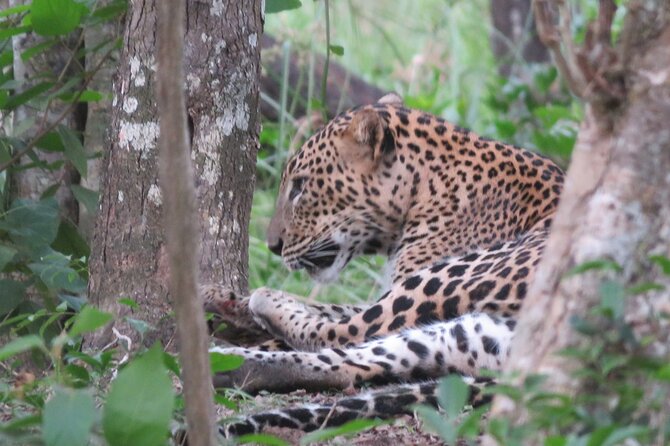 Yala National Park - Full Day Safari (04:30 am - 06:00 pm) - Getting to the park: pickup, drop-off, and your jeep setup