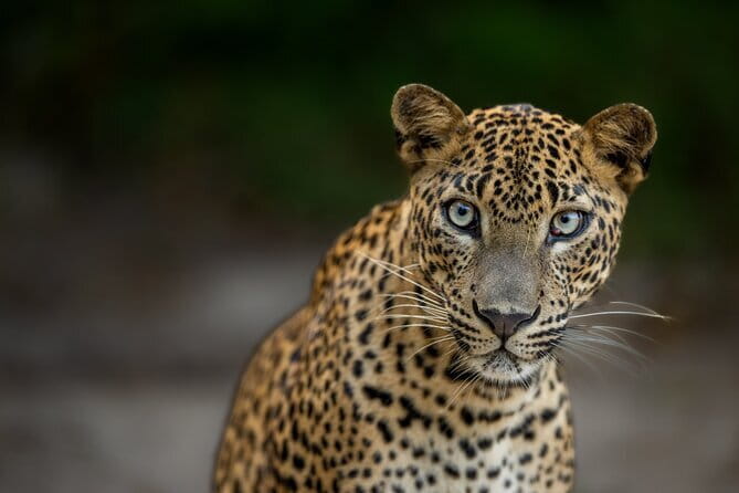Yala National Park Guided Safaris - Key highlights you should care about