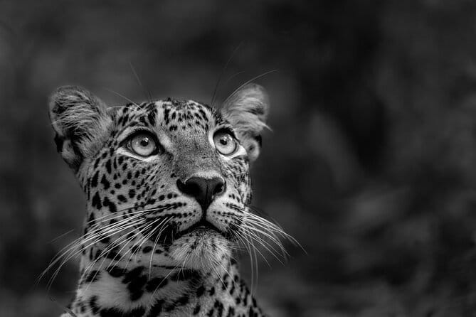 Yala National Park Guided Safaris - Meeting at Yala National Park main entrance on B499