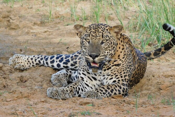 Yala National Park Guided Safaris - Inside the 12-hour Yala experience: how a full day usually plays out