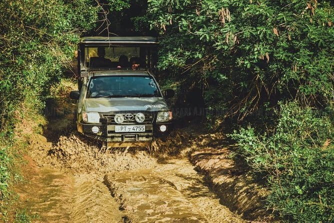 Yala National Park Guided Safaris - Leopard chances, realistic expectations, and how to get better viewing