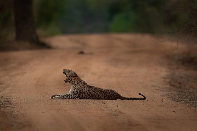 Yala National Park Guided Safaris - Private tour perks: pacing, comfort, and better attention
