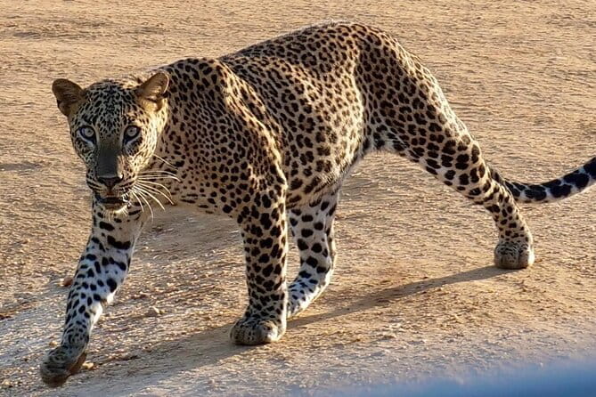 Yala National Park Guided Safaris - Price: $235 per person, and when it feels like a smart buy