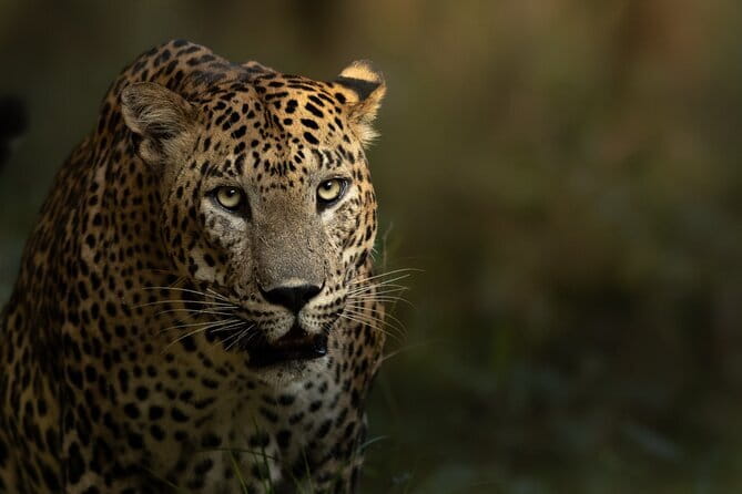 Yala National Park Guided Safaris - What Wild Sri Lanka Tours brings to the safari (and why it matters)