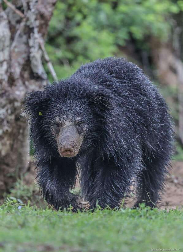Yala National Park: Half Day or Full Day Leopard Safari Tour - Key things I’d zero in on