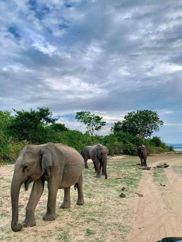 Yala National Park: Half Day or Full Day Leopard Safari Tour - How the safari timing changes your odds in Yala