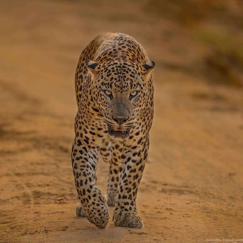 Yala National Park: Half Day or Full Day Leopard Safari Tour - The luxury 4x4 jeep ride: comfort, visibility, and less fatigue