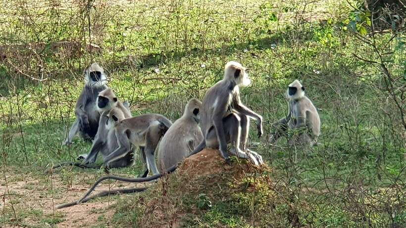 Yala National Park: Half Day or Full Day Leopard Safari Tour - Inside Yala: what that main 4 hours actually looks like