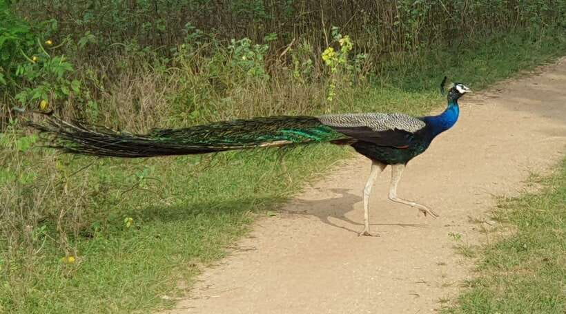 Yala National Park: Half Day or Full Day Leopard Safari Tour - Wildlife targets: leopards, elephants, crocodiles, and the rest