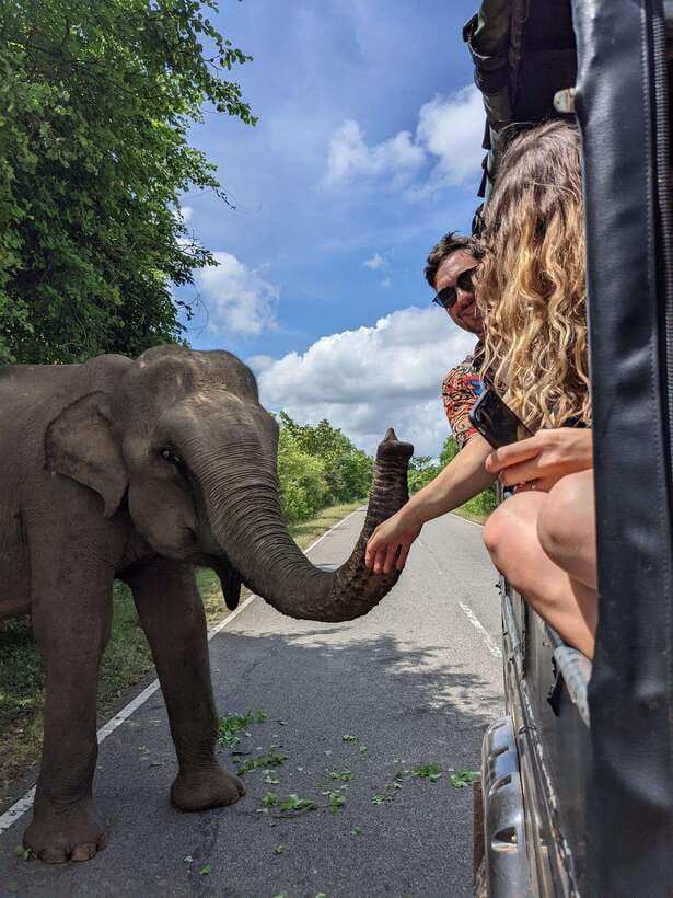 Yala National Park : Half Day or Full Day Safari Tours - Photo stops, guided sightseeing, and how to maximize your view