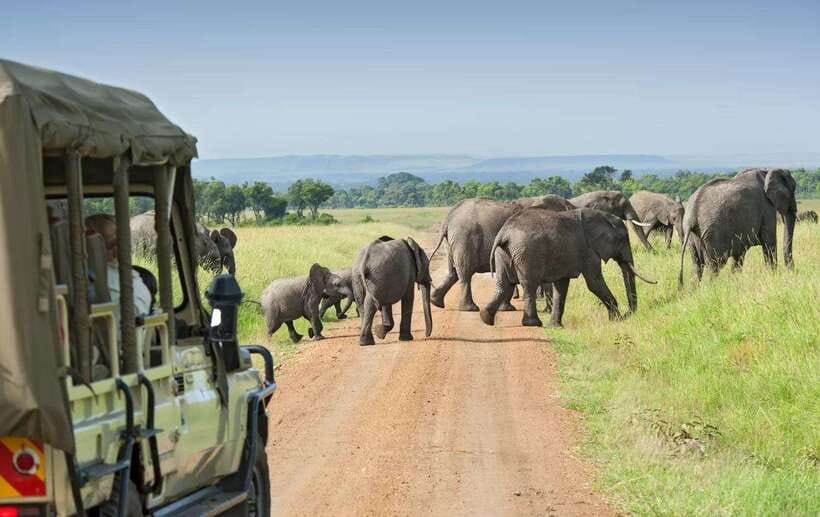Yala National Park : Half Day or Full Day Safari Tours - Price and value: $16 tour vs $40 entry per person