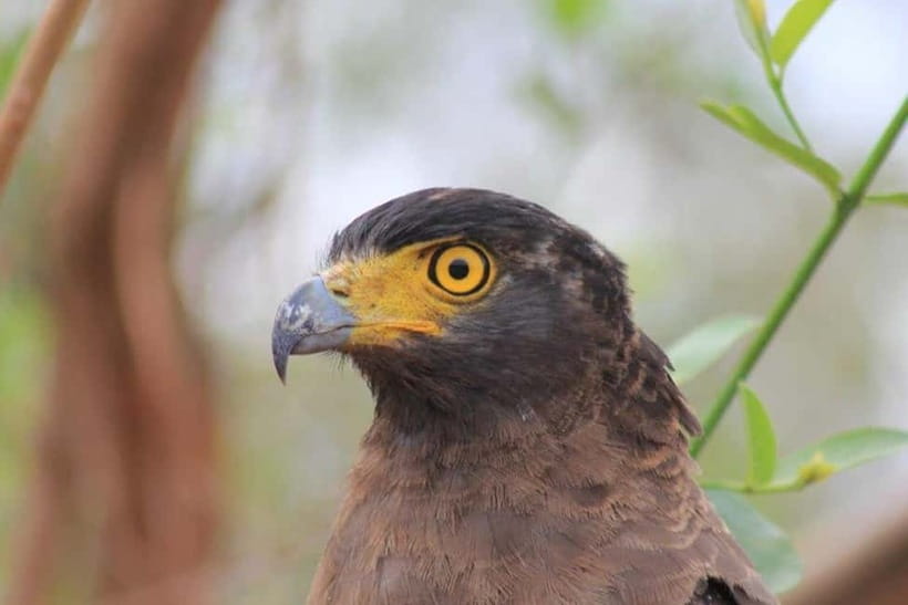 YALA National Park - HALF DAY or FULL DAY TOUR - Half-day vs full-day: which option fits your travel style