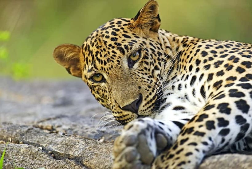 YALA National Park - HALF DAY or FULL DAY TOUR - Why Yala is the leopard safari you plan around