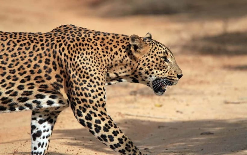 YALA National Park - HALF DAY or FULL DAY TOUR - How the jeep ride works, and why max 7 matters