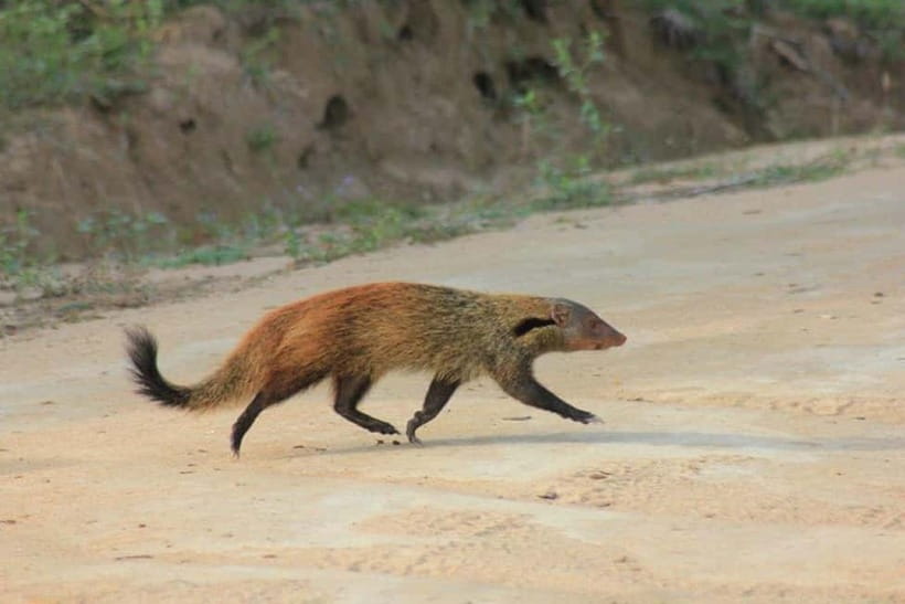 YALA National Park - HALF DAY or FULL DAY TOUR - The game drive rhythm: two guided stretches plus viewing time
