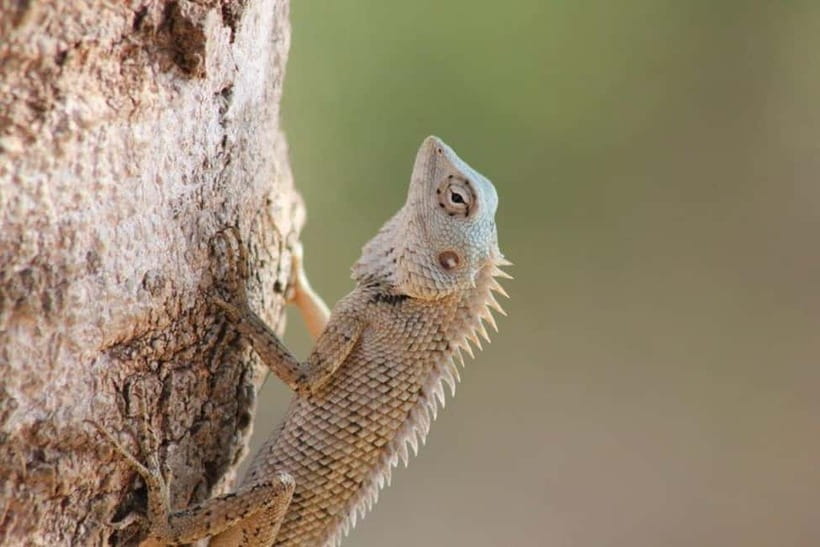 YALA National Park - HALF DAY or FULL DAY TOUR - Wildlife beyond leopards: what you can realistically spot
