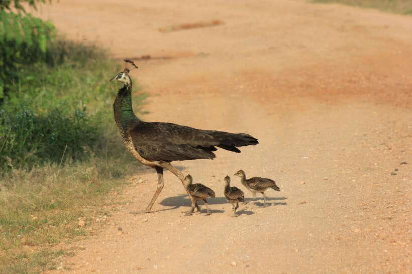 YALA National Park - HALF DAY or FULL DAY TOUR - Sustainable, eco-friendly safari operations and local support