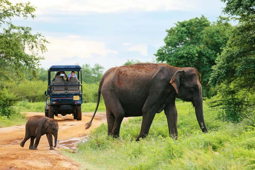 YALA National Park - HALF DAY or FULL DAY TOUR - Price and entrance fees: the real value math