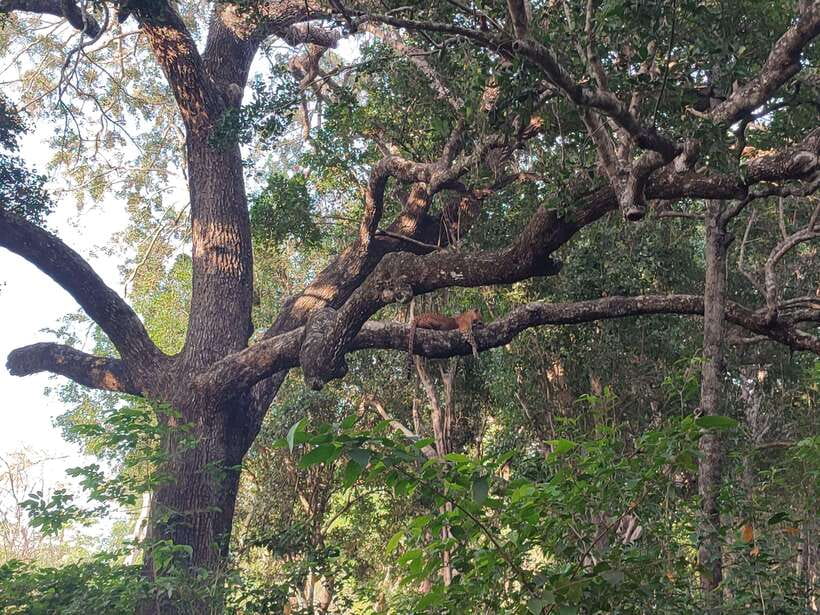 Yala National Park Half Day Safari - Hotel Pickup to Park Entrance: Why the Jeep Style Matters