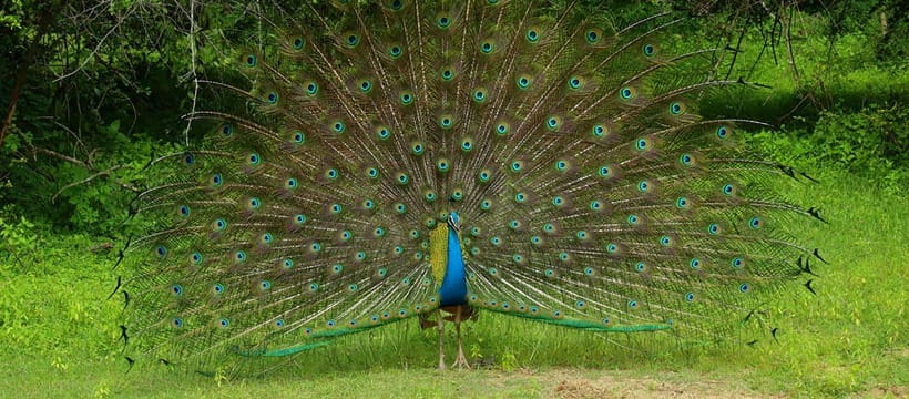 Yala National Park Half Day Safari - Birdwatching in Yala: The Bonus That Makes the Safari Feel Complete