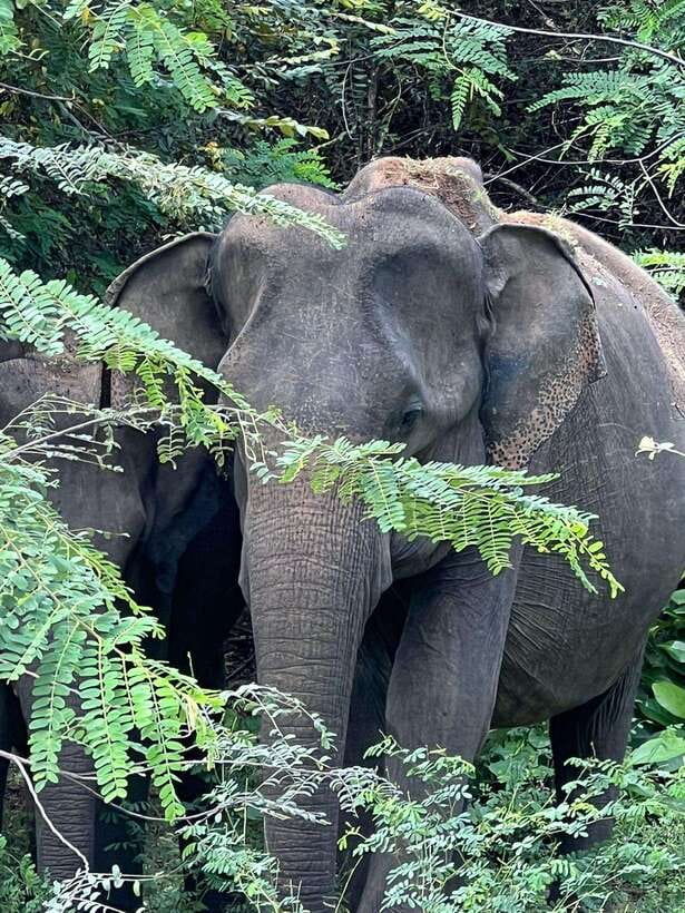 Yala National Park Half Day Safari - What Guides Bring to the Safari (And Why It Matters)