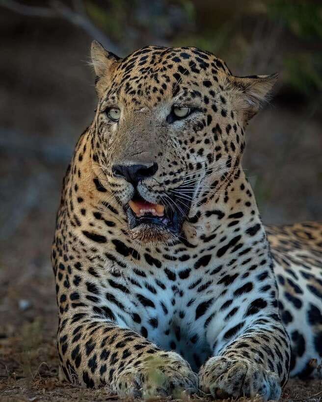 Yala National Park Half day Safari - The Jeep, the Comfort, and Why It Matters for Seeing Animals