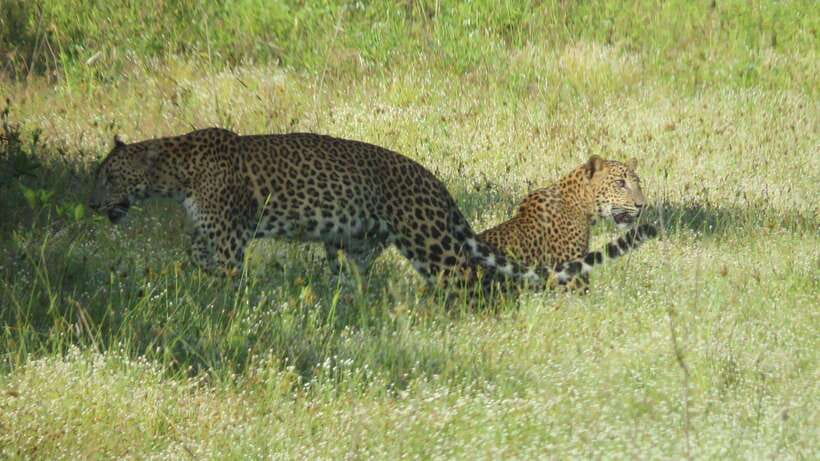 Yala National Park Jeep Safari: Leopards, Elephants & Wild - Getting to Yala: pickup options and transfer timing from Kotapola