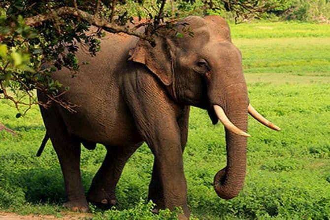 Yala National Park Leopard Safari - HALF DAY/FULL DAY TOUR - Why Block 5 in Yala feels like the smarter pick