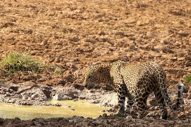 Yala National Park Leopard Safari - HALF DAY/FULL DAY TOUR - Golden hours: how the driver shifts tactics for leopards