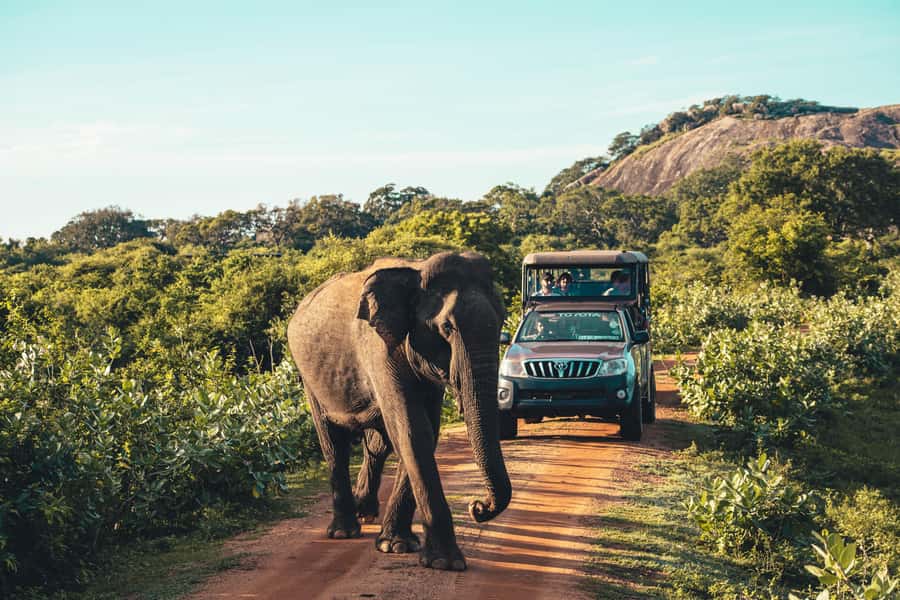Yala National Park: Leopard Safari Half/Full-Day Safari - Key things to know before you go