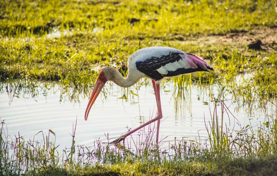 Yala National Park: Leopard Safari Half/Full-Day Safari - The safari jeep setup: why small group size is a big deal