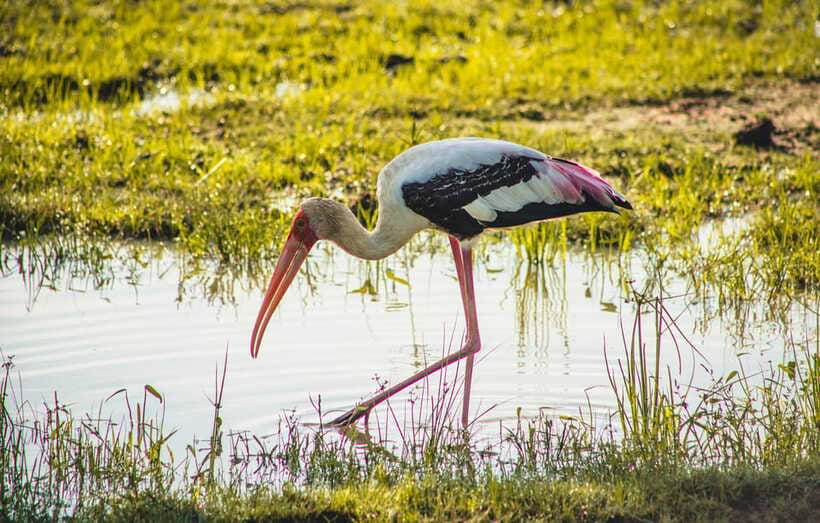 Yala National Park: Leopard Safari Half/Full-Day Safari - Animals you can reasonably hope for, and how to set expectations
